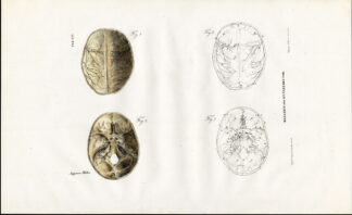 Antique Anatomy Print-OSTEOLOGY-HUMAN SKULL-CAVITY-BASIS CRANII-Richter-1839