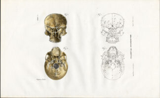 Antique Anatomy Print-OSTEOLOGY-HUMAN SKULL-SPHENOID-Richter-1839