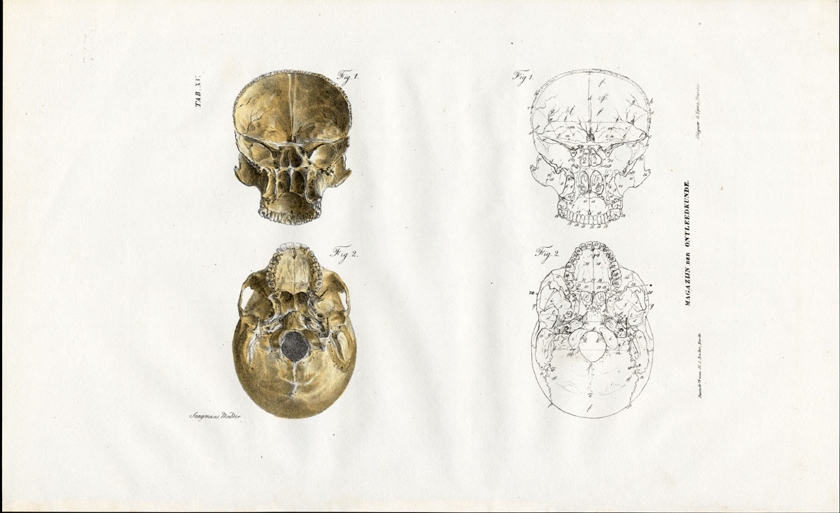 , Antique Anatomy Print-OSTEOLOGY-HUMAN SKULL-SPHENOID-Richter-1839, Pictura Antique Prints