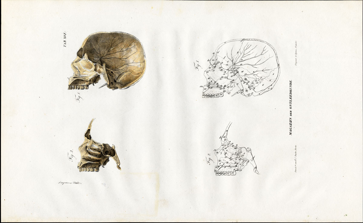 , Antique Anatomy Print-OSTEOLOGY-HUMAN SKULL-CROSS SECTION-Richter-1839, Pictura Antique Prints