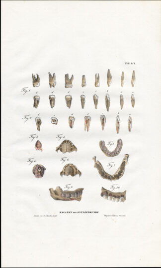 Antique Anatomy Print-OSTEOLOGY-JAWBONE-TEETH-MOLAR-Richter-1839