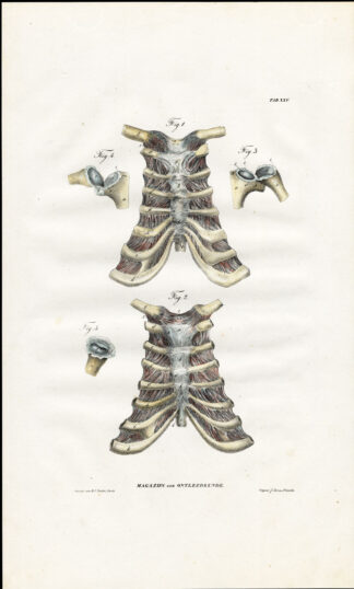 Antique Anatomy Print-STERNUM-CLAVICLE-Plate XXV-Richter-1839