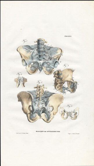 Antique Anatomy Print-SYNDESMOLOGY-ARTHROLOGY-PELVIS-ligaments-Richter-1839