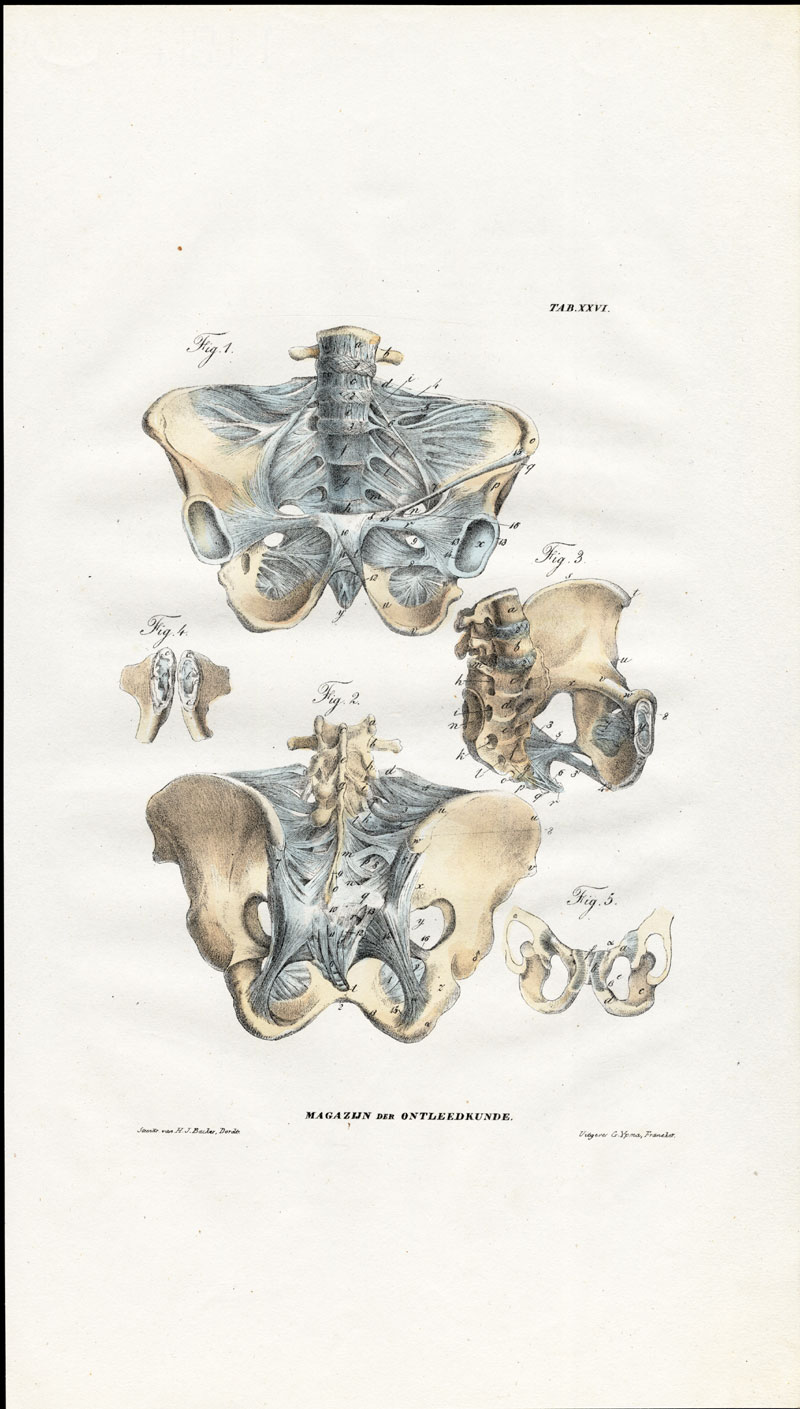 , Antique Anatomy Print-SYNDESMOLOGY-ARTHROLOGY-PELVIS-ligaments-Richter-1839, Pictura Antique Prints