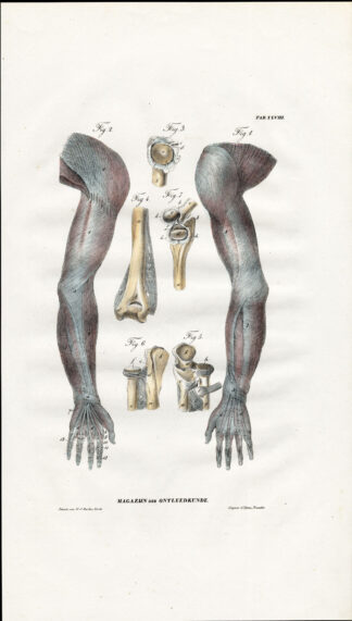 Antique Anatomy Print-SYNDESMOLOGY-ARTHROLOGY-UPPER LIMBS-Richter-1839