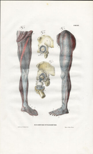 Antique Anatomy Print-SYNDESMOLOGY-ARTHROLOGY-LEG-KNEE-Richter-1839
