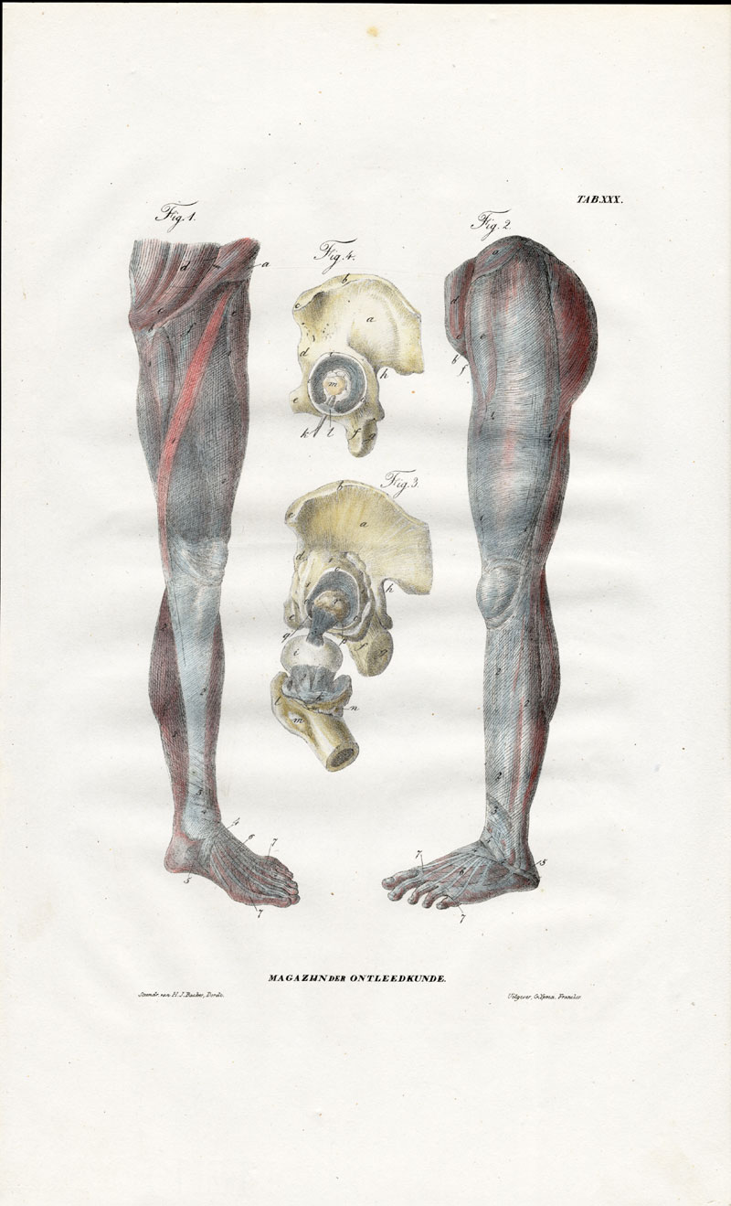 Lb3430 416x686 Antique Anatomy Print-SYNDESMOLOGY-ARTHROLOGY-LEG-KNEE-Richter-1839