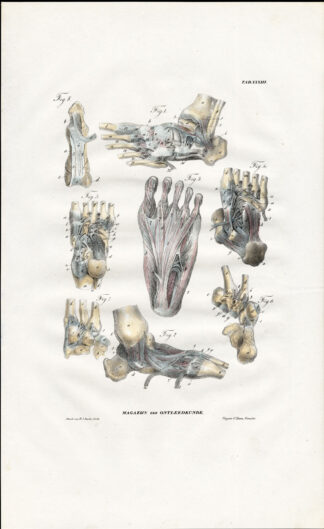 Antique Anatomy Print-SYNDESMOLOGY-ARTHROLOGY-FOOT-LIGAMENT-Richter-1839