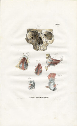 Antique Anatomy Print-MYOLOGY-MUSCLES-SKULL-EYES-EAR-Richter-1839