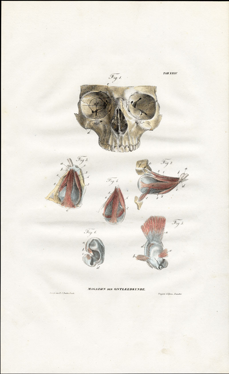 , Antique Anatomy Print-MYOLOGY-MUSCLES-SKULL-EYES-EAR-Richter-1839, Pictura Antique Prints