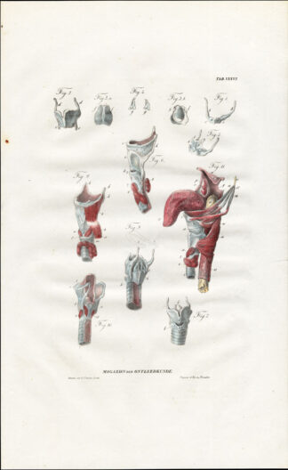 Antique Anatomy Print-MYOLOGY-MUSCLES-LARYNX-HYOID BONE-TONGUE-Richter-1839