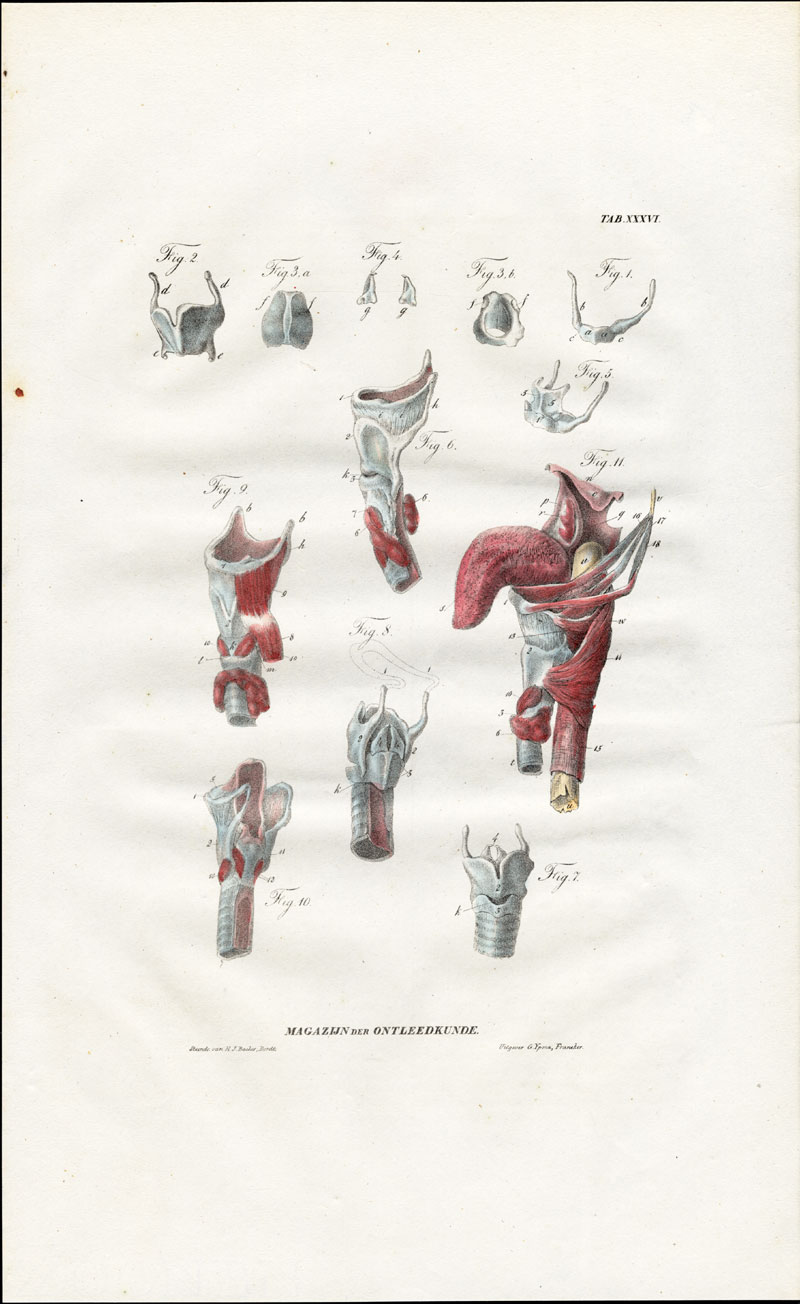 , Antique Anatomy Print-MYOLOGY-MUSCLES-LARYNX-HYOID BONE-TONGUE-Richter-1839, Pictura Antique Prints