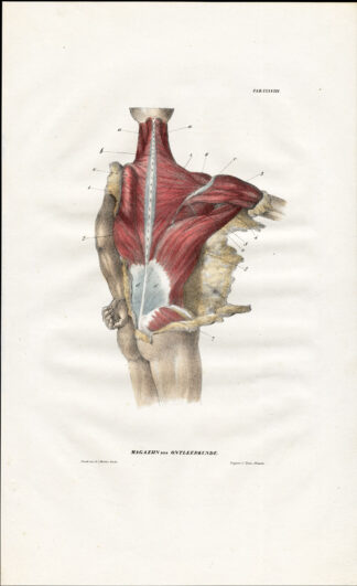 Antique Anatomy Print-MYOLOGY-MUSCLES-BACK-NECK-Richter-1839