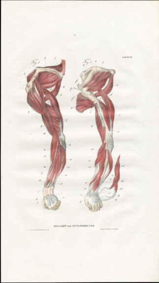 Antique Anatomy Print-MYOLOGY-MUSCLES-LEFT ARM-SHOULDER-Richter-1839