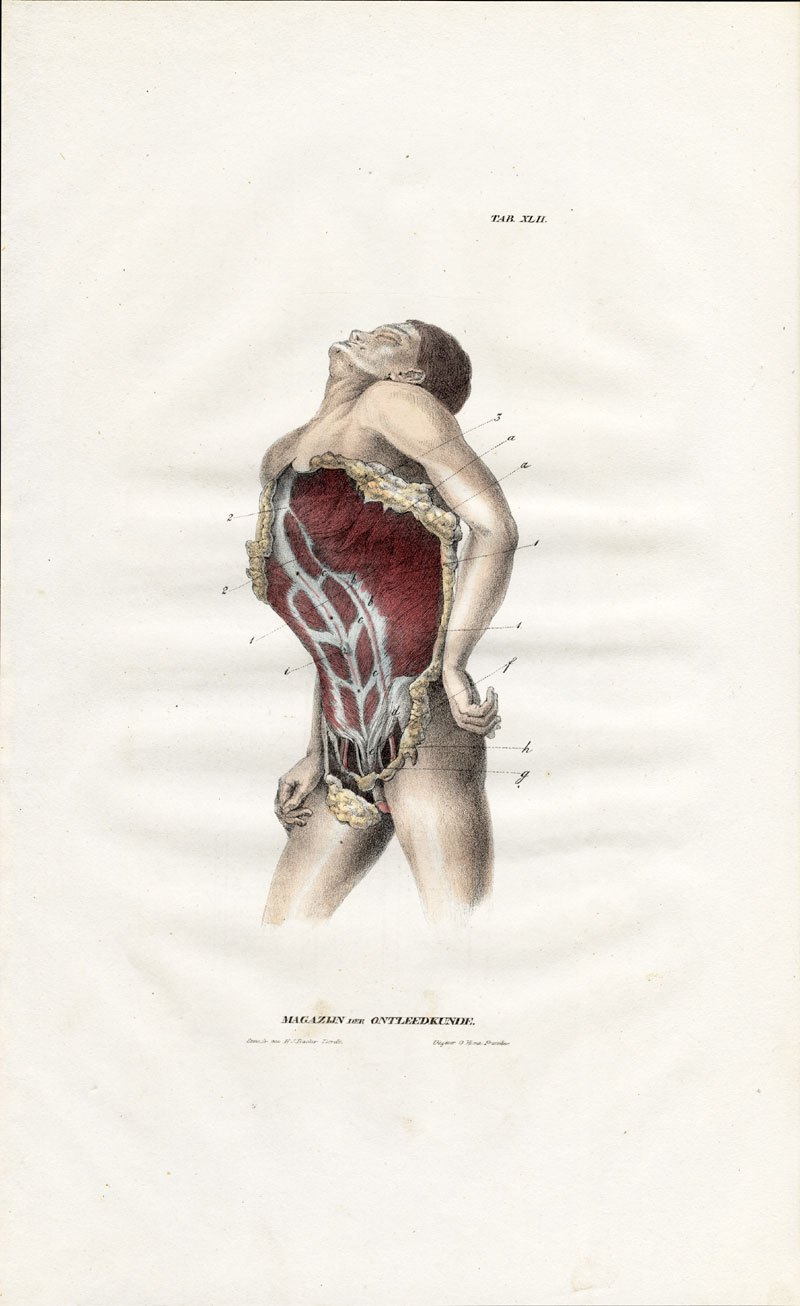 , Antique Anatomy Print-MYOLOGY-MUSCLES-STOMACH-ABDOMEN-Richter-1839, Pictura Antique Prints