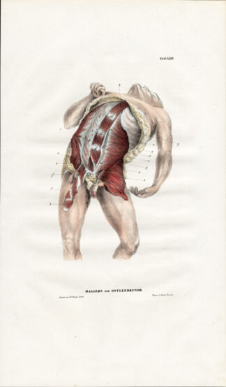 Antique Anatomy Print-MYOLOGY-STOMACH-ABDOMEN-MUSCLES-Richter-1839
