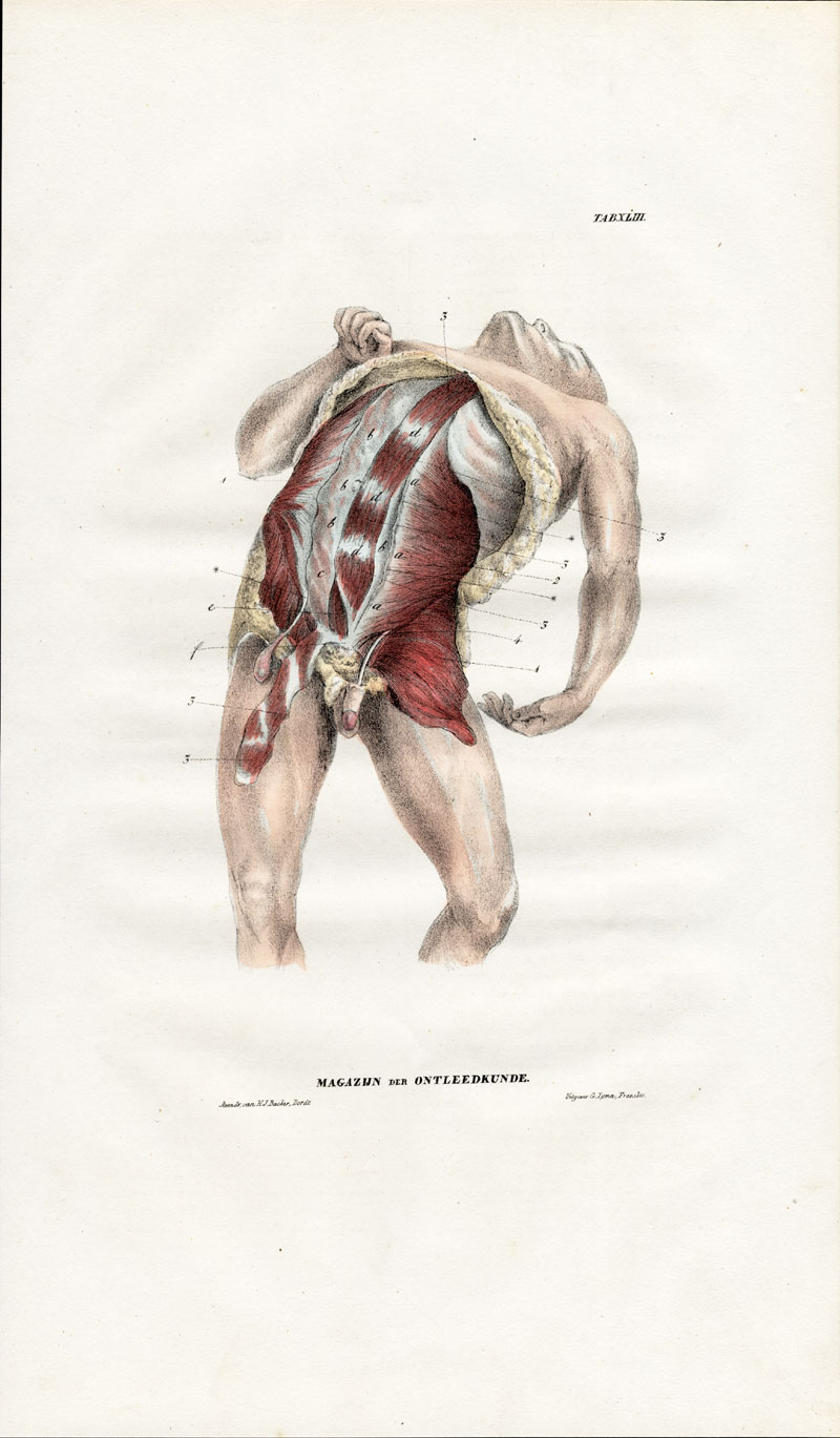 , Antique Anatomy Print-MYOLOGY-STOMACH-ABDOMEN-MUSCLES-Richter-1839, Pictura Antique Prints