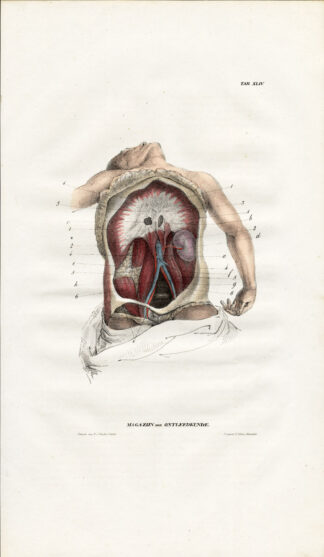 Antique Anatomy Print-MYOLOGY-MUSCLES-CHEST-ABDOMINAL CAVITY-Richter-1839