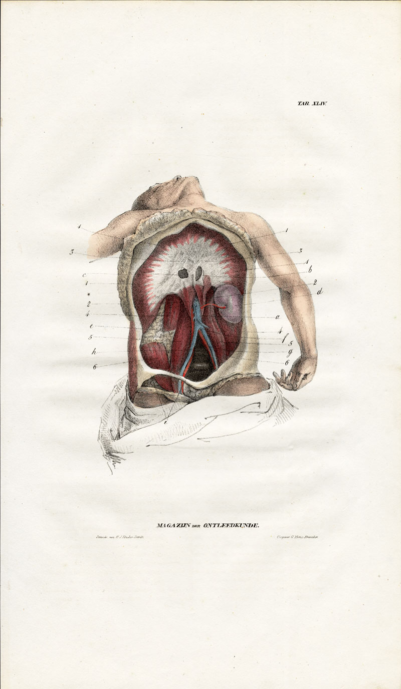 Lb3443 416x716 Antique Anatomy Print-MYOLOGY-MUSCLES-CHEST-ABDOMINAL CAVITY-Richter-1839