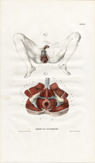 Antique Anatomy Print-MYOLOGY-MUSCLES-PERINEUM-MALE REPRODUCTION-Richter-1839