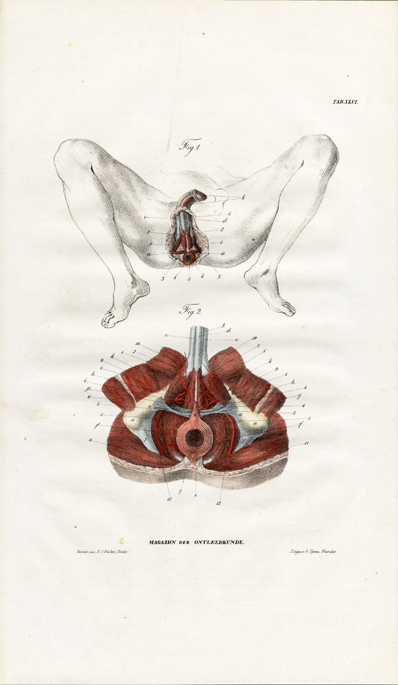 Lb3445 416x716 Antique Anatomy Print-MYOLOGY-MUSCLES-PERINEUM-MALE REPRODUCTION-Richter-1839