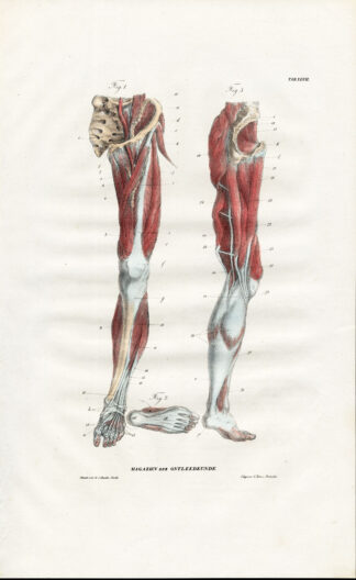 Antique Anatomy Print-MYOLOGY-MUSCLES-LOWER LIMBS-LEG-Richter-1839
