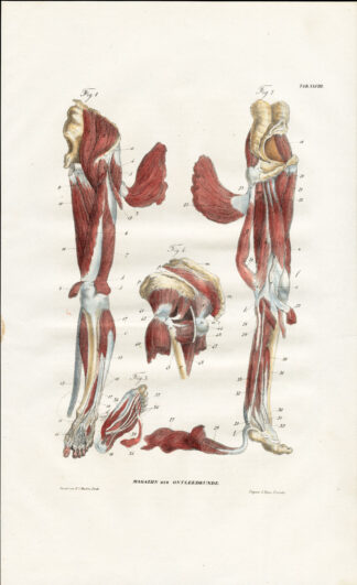 Antique Anatomy Print-MYOLOGY-MUSCLES-LEG-LOWER LIMB-FOOT-Richter-1839