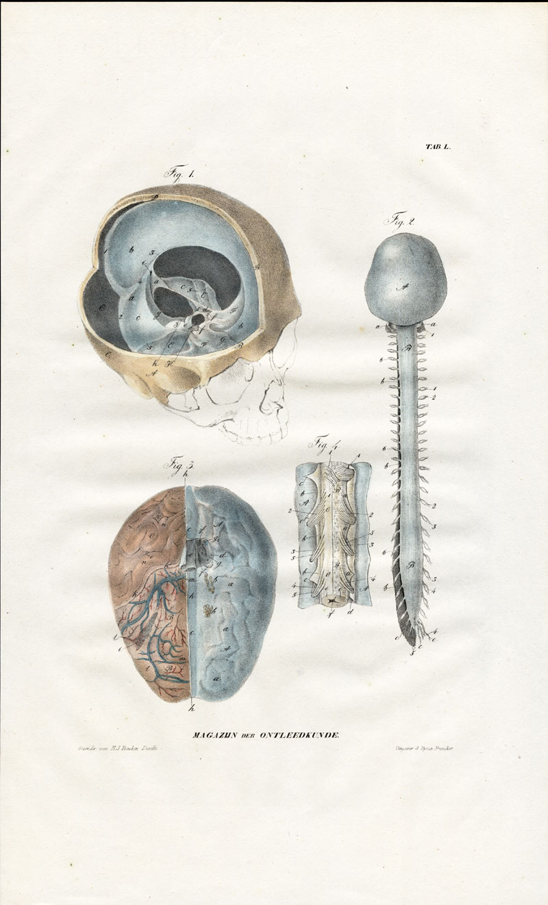 , Antique Anatomy Print-SPLANCHNOLOGY-VISCERA-BRAIN-SPINE MARROW-Richter-1839, Pictura Antique Prints