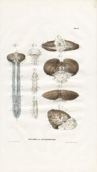 Antique Anatomy Print-SPLANCHNOLOGY-VISCERA-CEREBELLUM-SPINE MARROW-Richter-1839