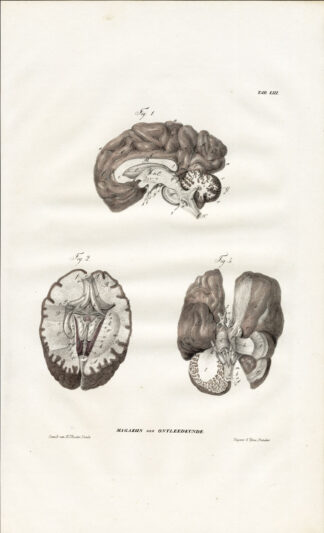 Antique Anatomy Print-SPLANCHNOLOGY-VISCERA-CEREBRUM-BRAIN-Richter-1839