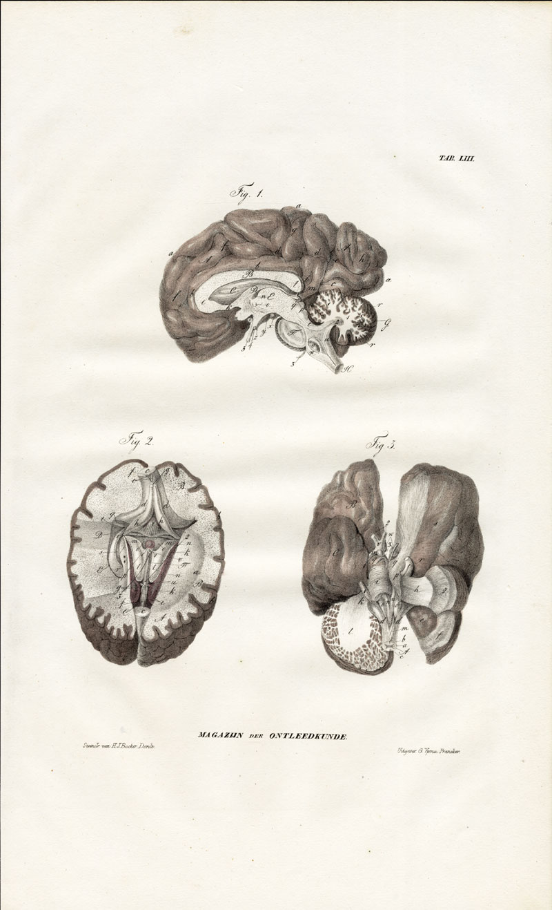 , Antique Anatomy Print-SPLANCHNOLOGY-VISCERA-CEREBRUM-BRAIN-Richter-1839, Pictura Antique Prints
