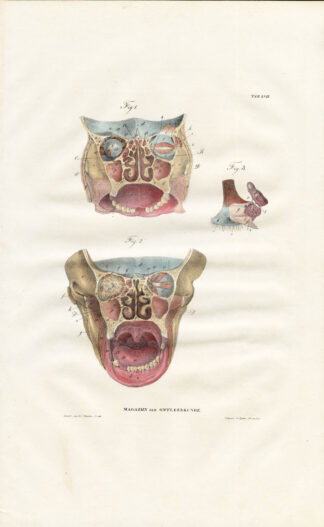 Antique Anatomy Print-SPLANCHNOLOGY-VISCERA-HEAD-FACE-Richter-1839
