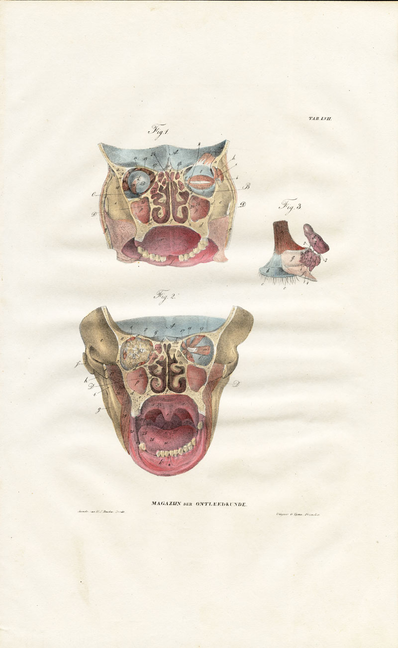 , Antique Anatomy Print-SPLANCHNOLOGY-VISCERA-HEAD-FACE-Richter-1839, Pictura Antique Prints