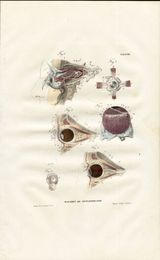 Antique Anatomy Print-SPLANCHNOLOGY-VISCERA-EYE-VISION-Richter-1839