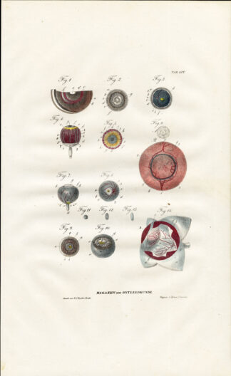 Antique Anatomy Print-SPLANCHNOLOGY-VISCERA-EYE-EYEBALL-SIGHT-Richter-1839