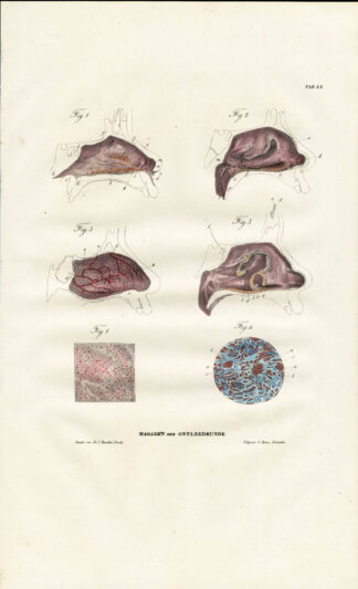 Antique Anatomy Print-SPLANCHNOLOGY-VISCERA-NOSE-NASAL CAVITY-Richter-1839