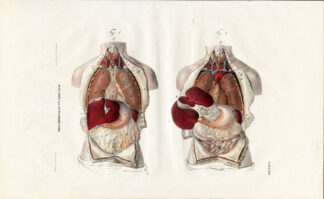 Antique Anatomy Print-SPLANCHNOLOGY-VISCERA-ORGANS-CHEST-Plate LXIV-Richter-1839