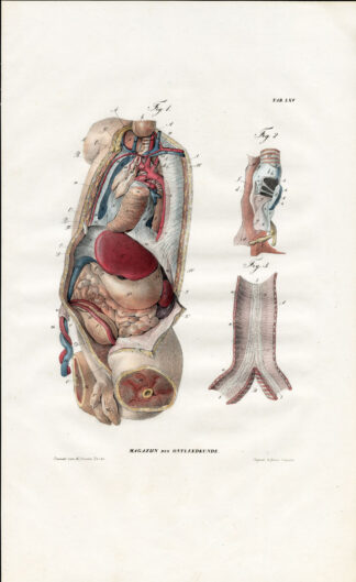 Antique Anatomy Print-TRACHEA-VISCERA-ORGANS-CHEST CAVITY-Plate LXV-Richter-1839