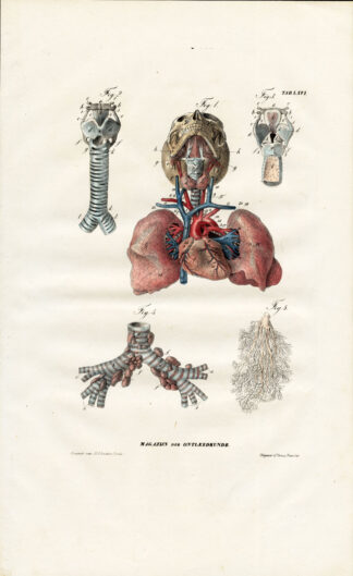 Antique Anatomy Print-SPLANCHNOLOGY-VISCERA-BREATHING-CIRCULATION-Richter-1839
