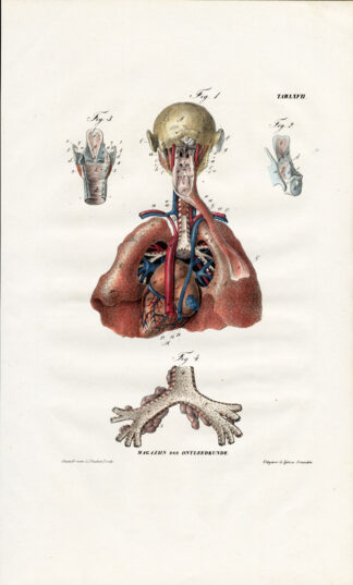 Antique Anatomy Print-SPLANCHNOLOGY-VISCERA-CIRCULATION-BREATHING-Richter-1839