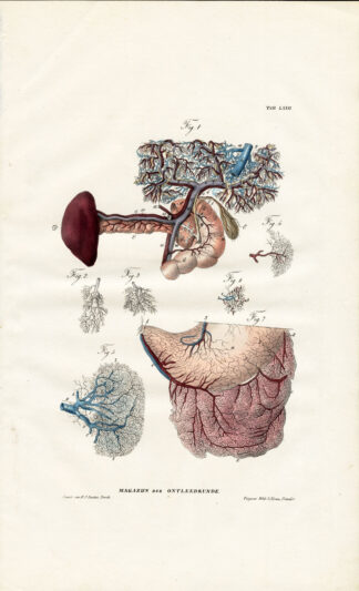 Antique Anatomy Print-SPLANCHNOLOGY-VISCERA-STOMACH-SPLEEN-LIVER-Richter-1839