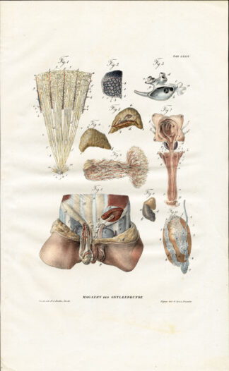 Antique Anatomy Print-SPLANCHNOLOGY-VISCERA-PENIS-MALE REPRODUCTION-Richter-1839