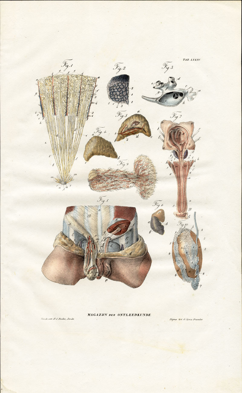 , Antique Anatomy Print-SPLANCHNOLOGY-VISCERA-PENIS-MALE REPRODUCTION-Richter-1839, Pictura Antique Prints
