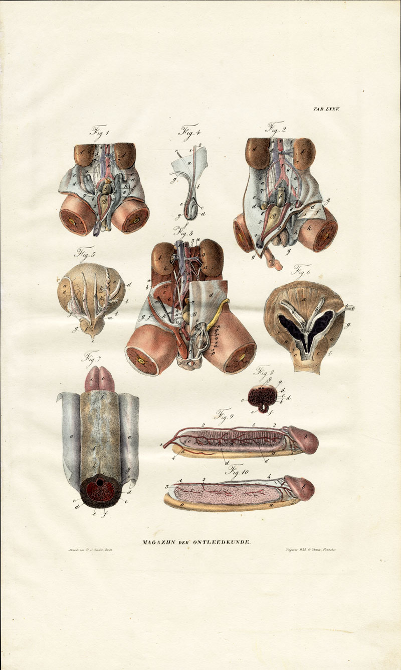 , Antique Anatomy Print-SPLANCHNOLOGY-VISCERA-MALE REPRODUCTION-Richter-1839, Pictura Antique Prints