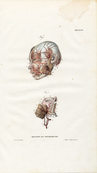 Antique Anatomy Print-ANGIOLOGY-ARTERY-HEAD-Richter-1839