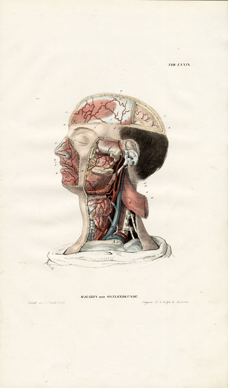 , Antique Anatomy Print-ANGIOLOGY-ARTERY-FACE-HEAD-Richter-1839, Pictura Antique Prints