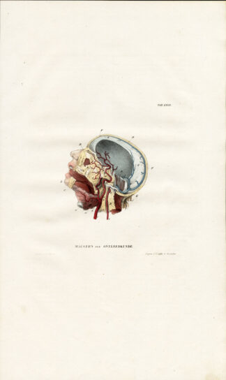 Antique Anatomy Print-ANGIOLOGY-ARTERY-FACE-THROAT-HEAD-Richter-1839