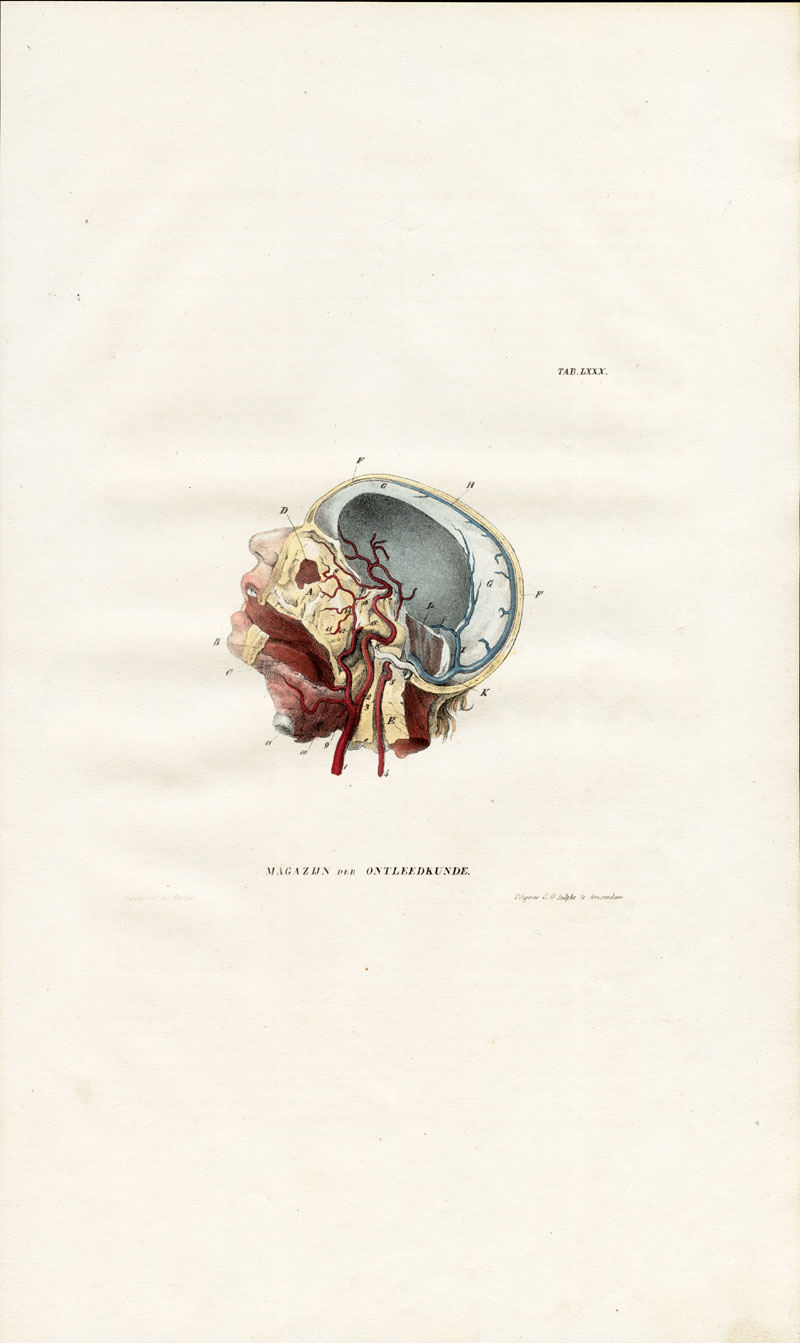, Antique Anatomy Print-ANGIOLOGY-ARTERY-FACE-THROAT-HEAD-Richter-1839, Pictura Antique Prints