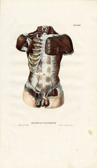 Antique Anatomy Print-ANGIOLOGY-ARTERY-TORSO-MALE-Richter-1839