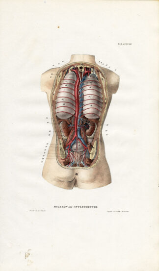 Antique Anatomy Print-ANGIOLOGY-ARTERY-TORSO-FEMALE-Richter-1839